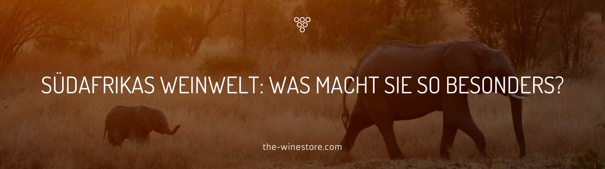 South Africa's wine world: what makes it so special?