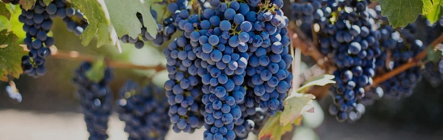 Cabernet Franc
