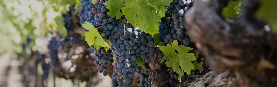 Merlot