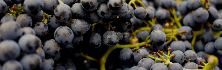 Pinot Noir