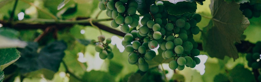Sauvignon Blanc
