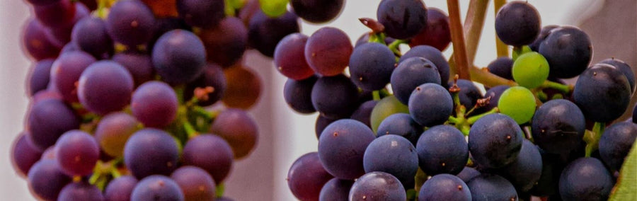 Syrah / Shiraz