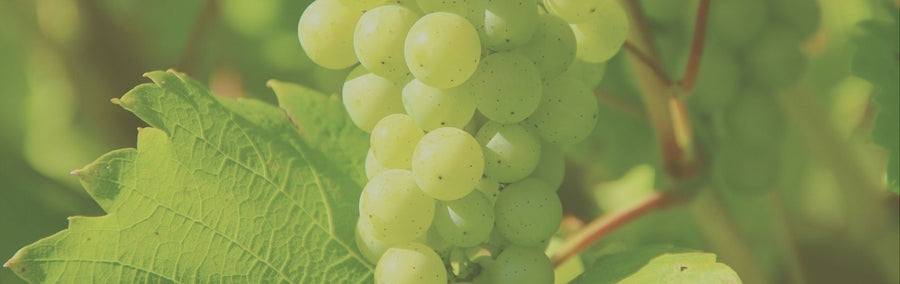 Weißwein-Pakete