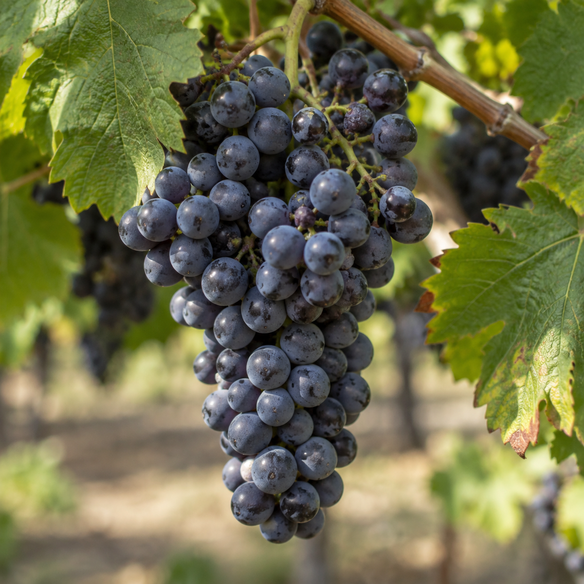 Rebsorte 100% Syrah