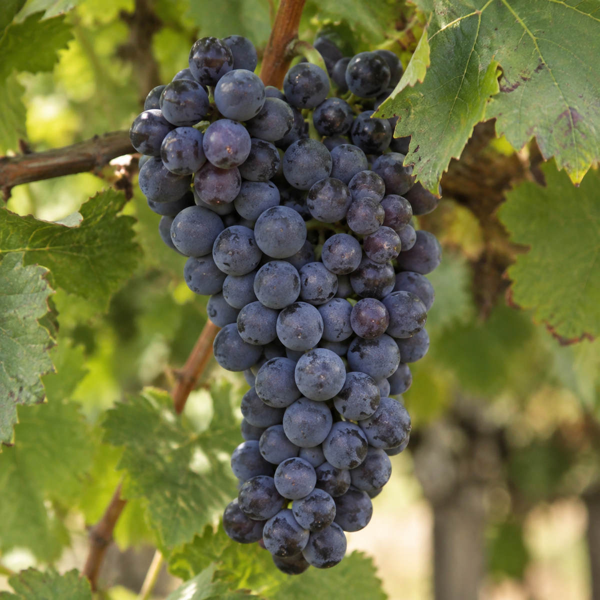 Rebsorte Cabernet Franc