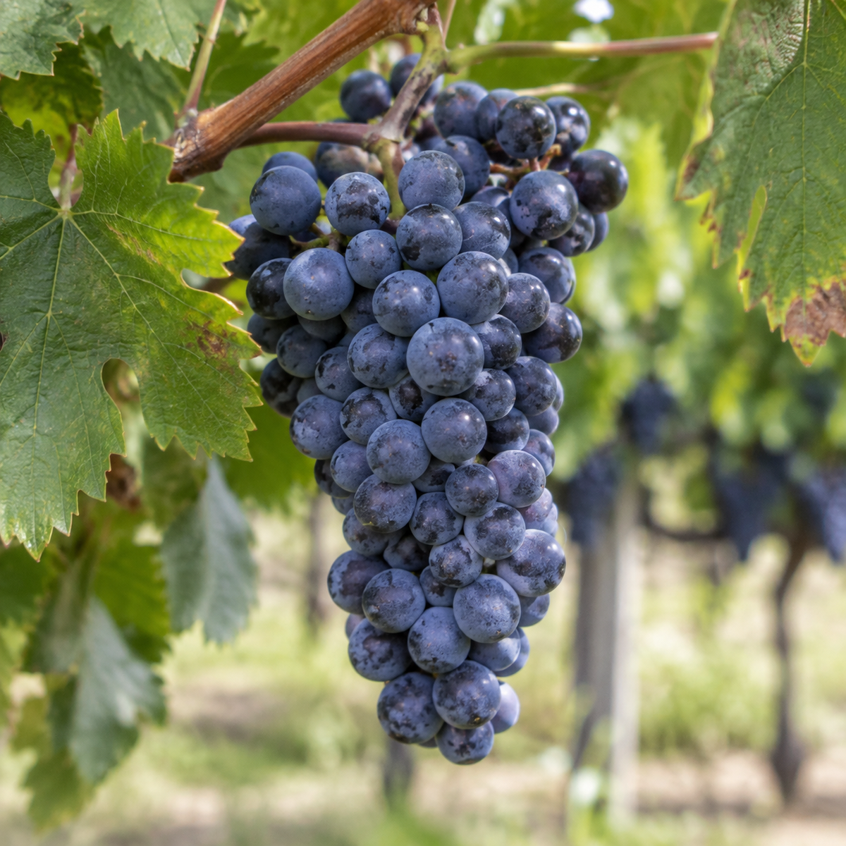 Rebsorte Cabernet Franc