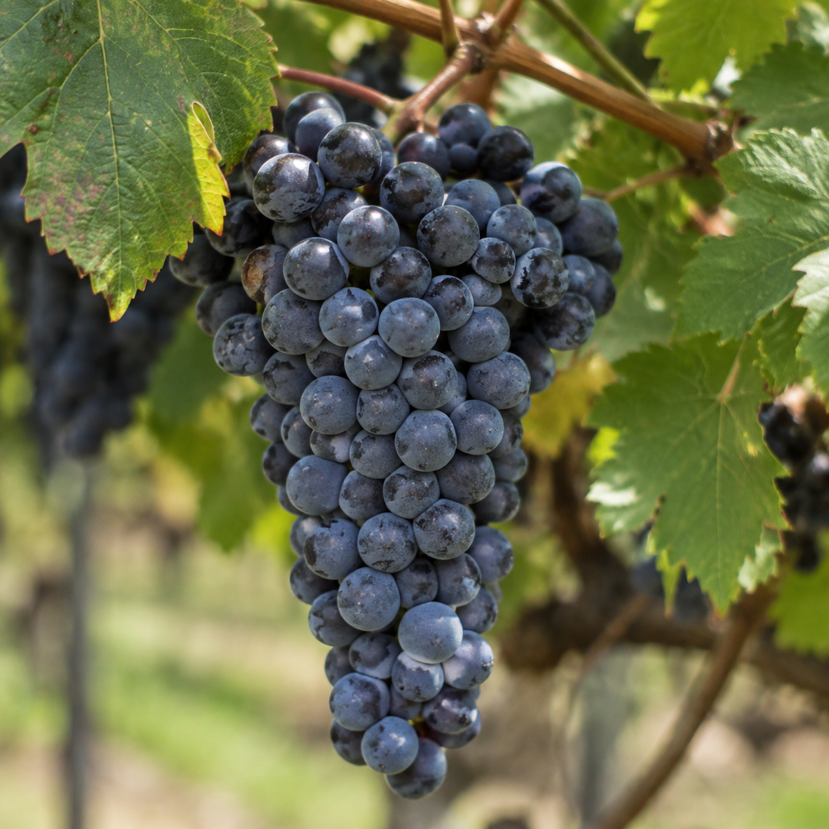 Rebsorte Cabernet Sauvignion