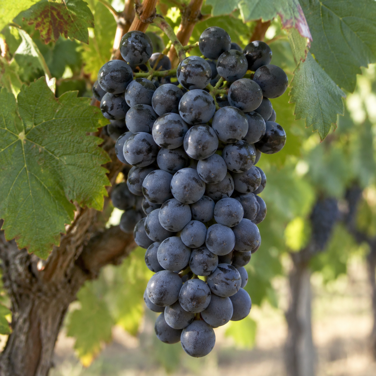 Rebsorte Cabernet Sauvignon