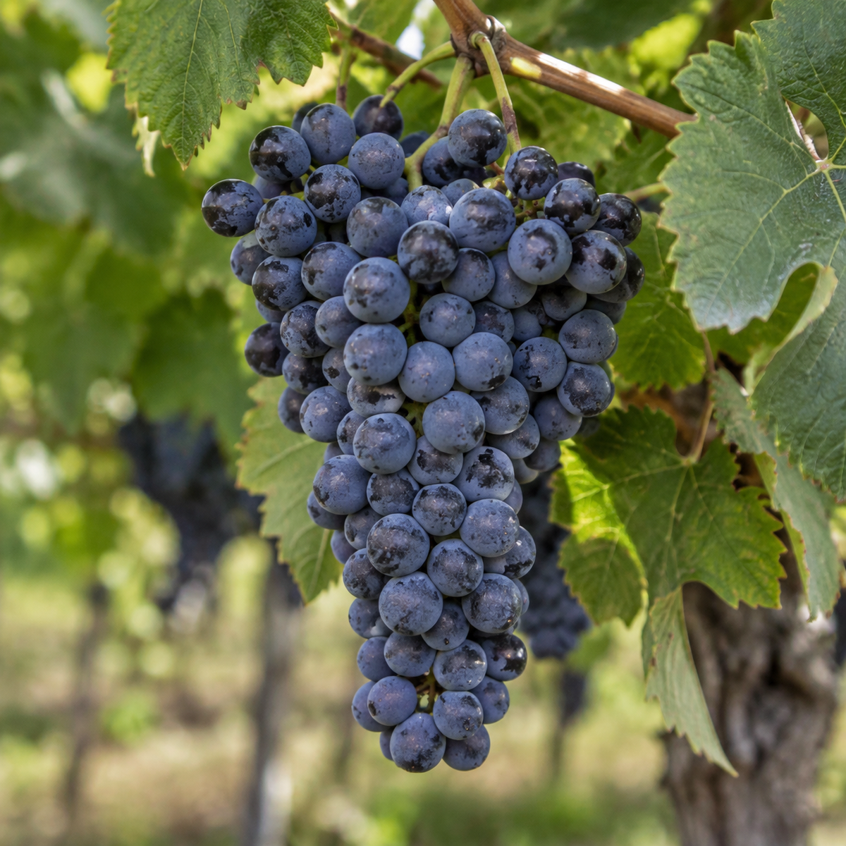Rebsorte Cabernet Sauvignon