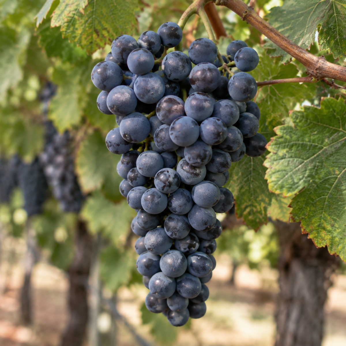 Rebsorte Cabernet Sauvignon