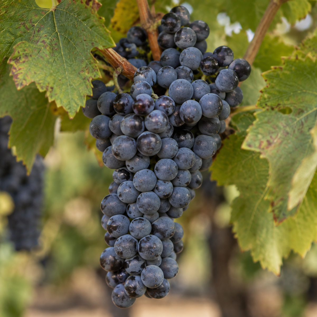 Rebsorte Cabernet Sauvignon