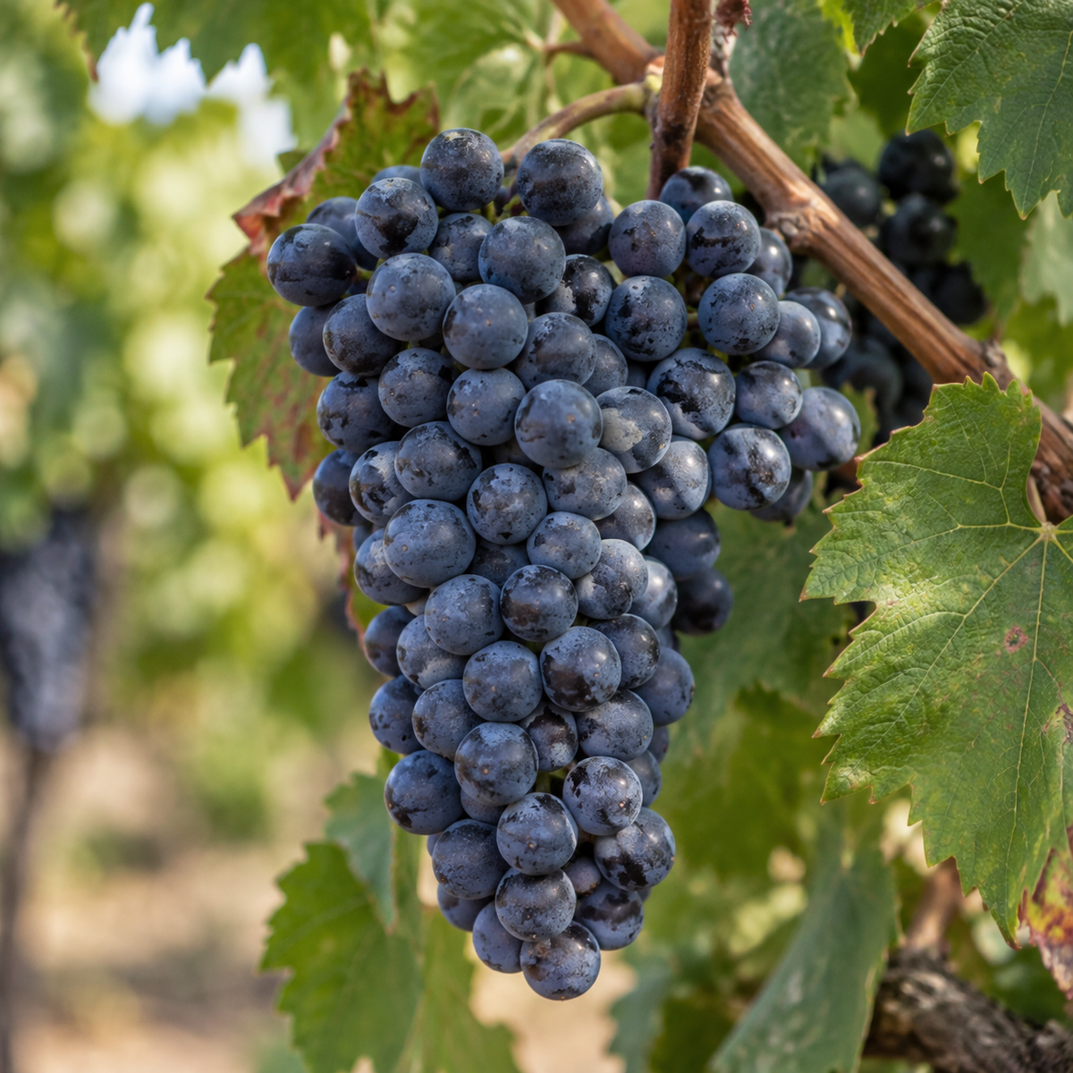 Rebsorte Cabernet Sauvignon