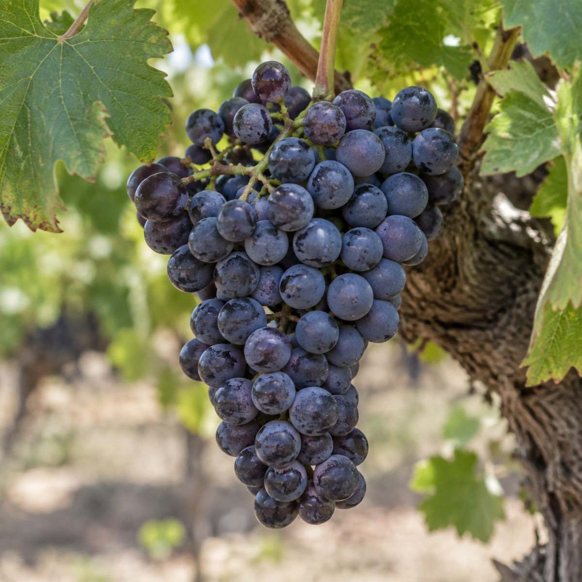 Rebsorte Carignan