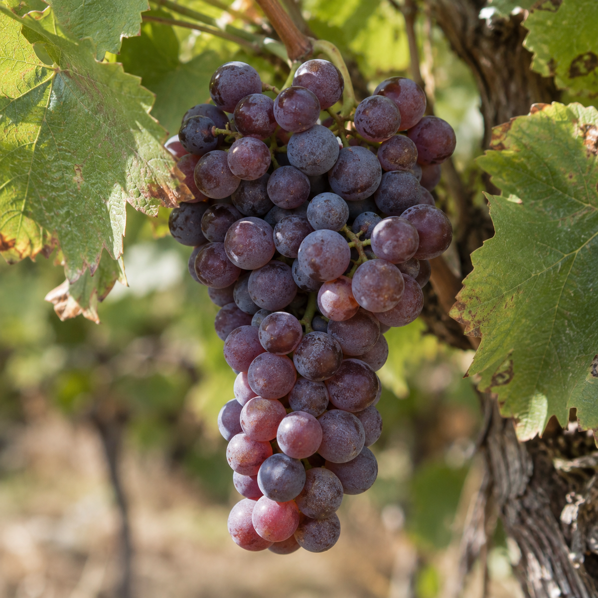 Rebsorte Cinsault