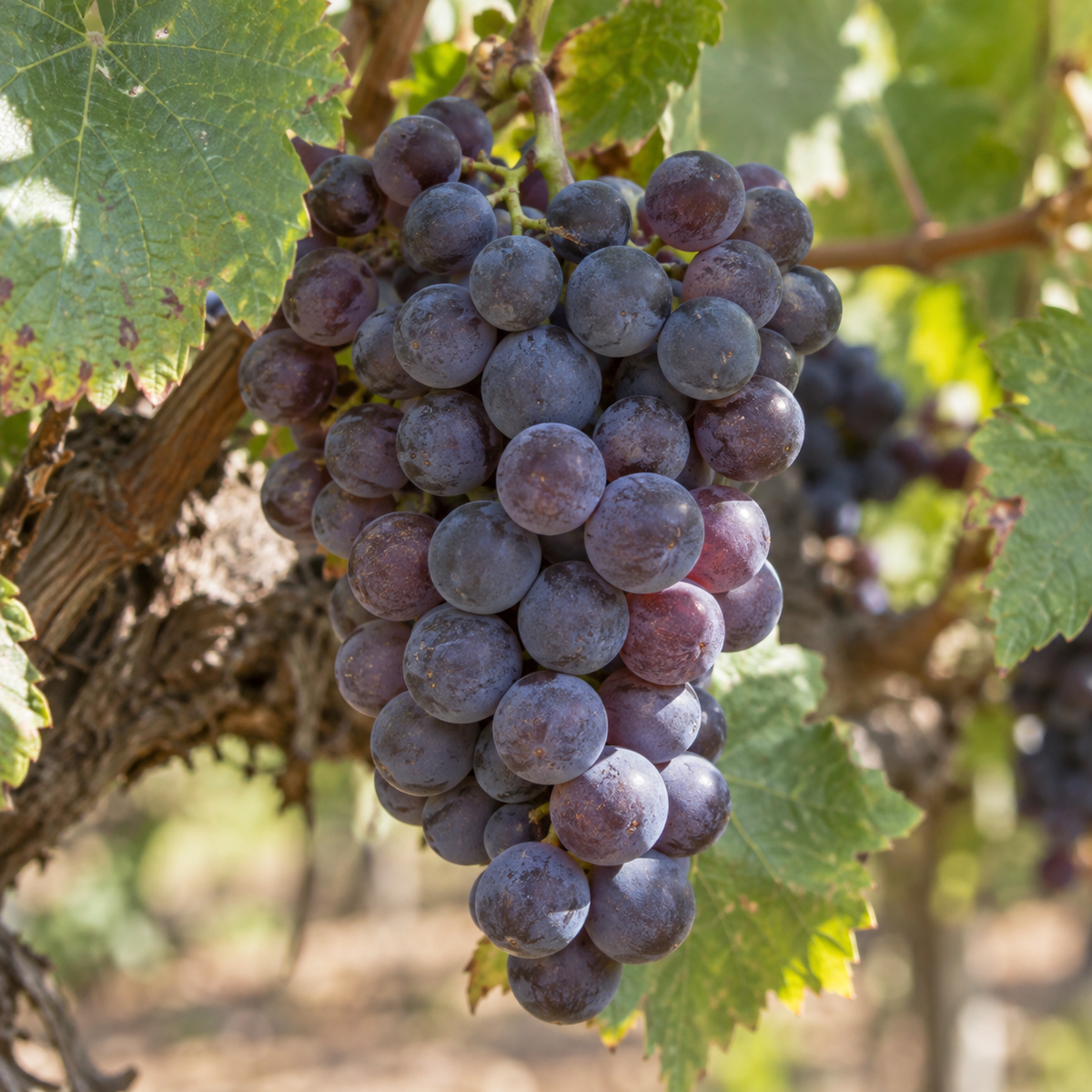 Rebsorte Cinsault