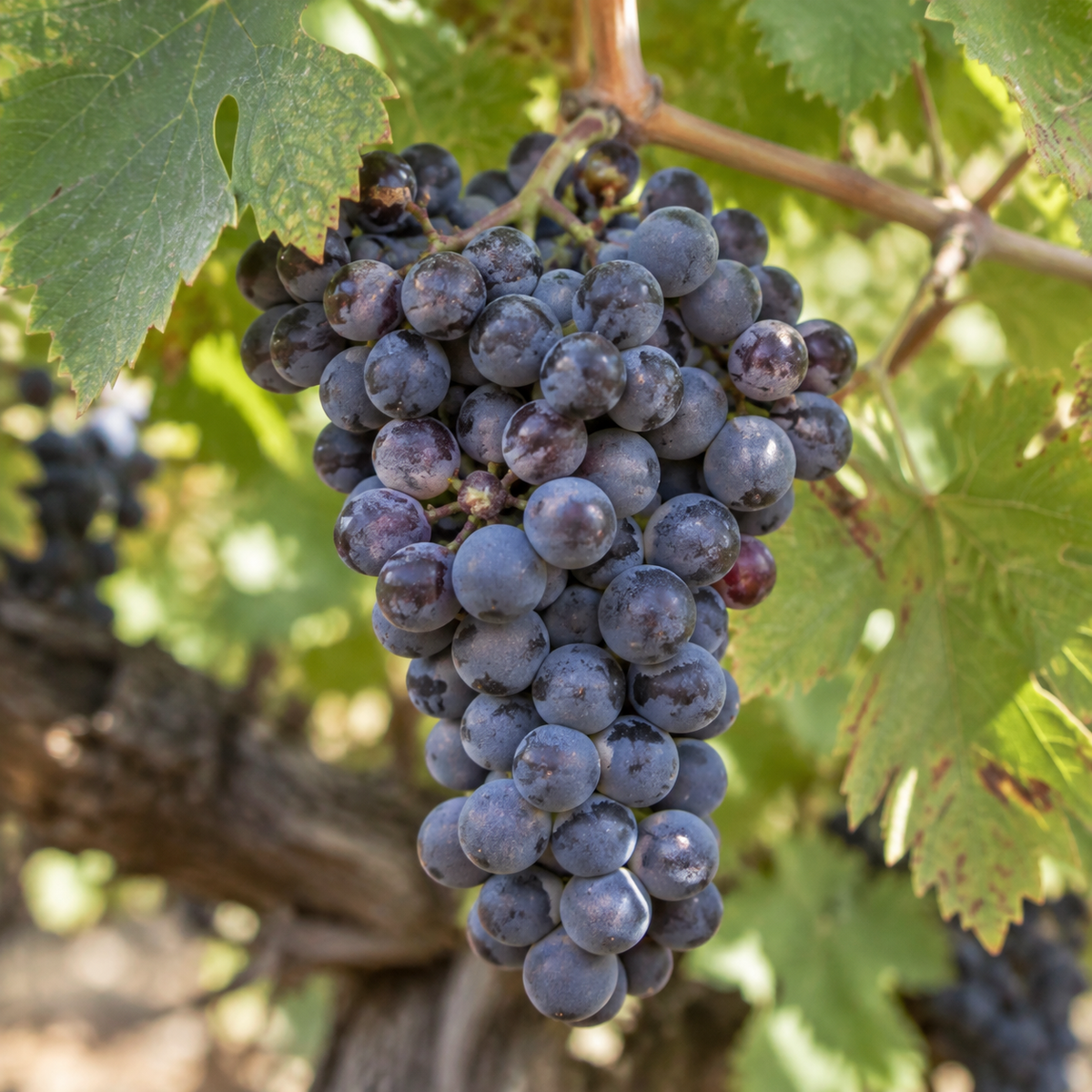 Rebsorte Grenache