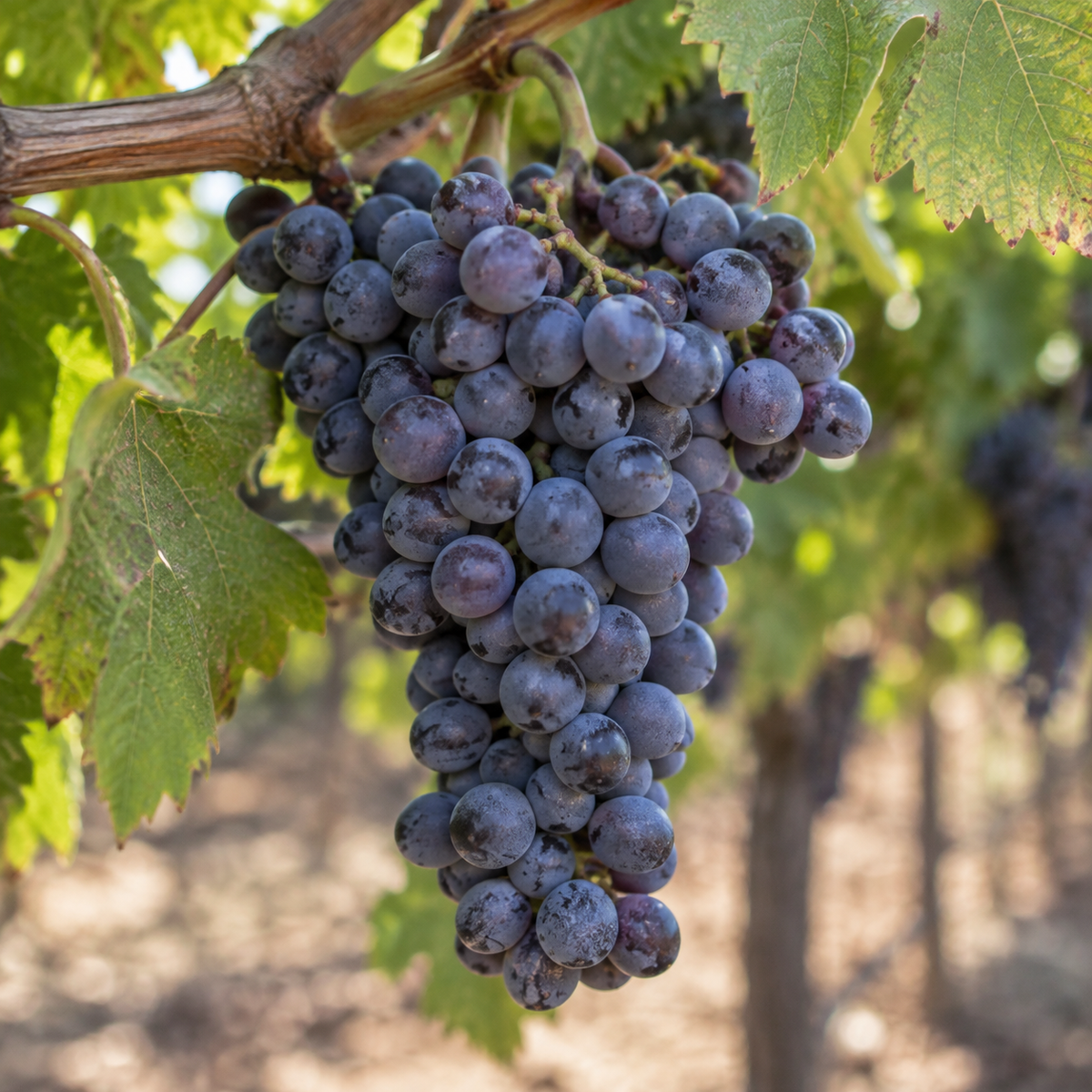 Rebsorte Grenache