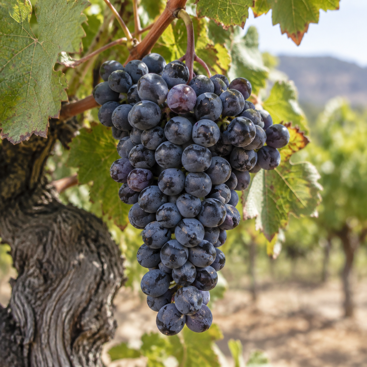 Rebsorte Grenache