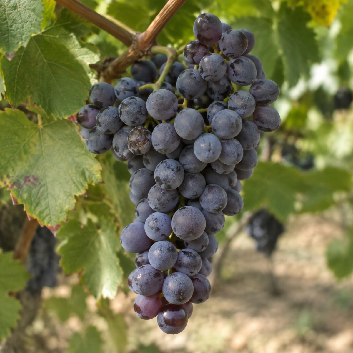 Rebsorte Grenache