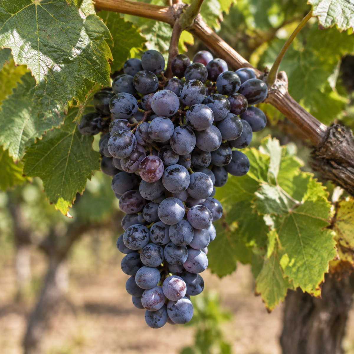 Rebsorte Grenache
