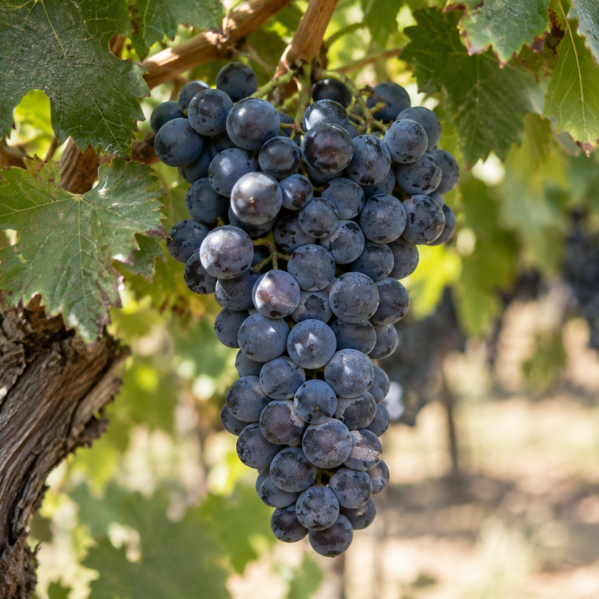 Rebsorte Malbec