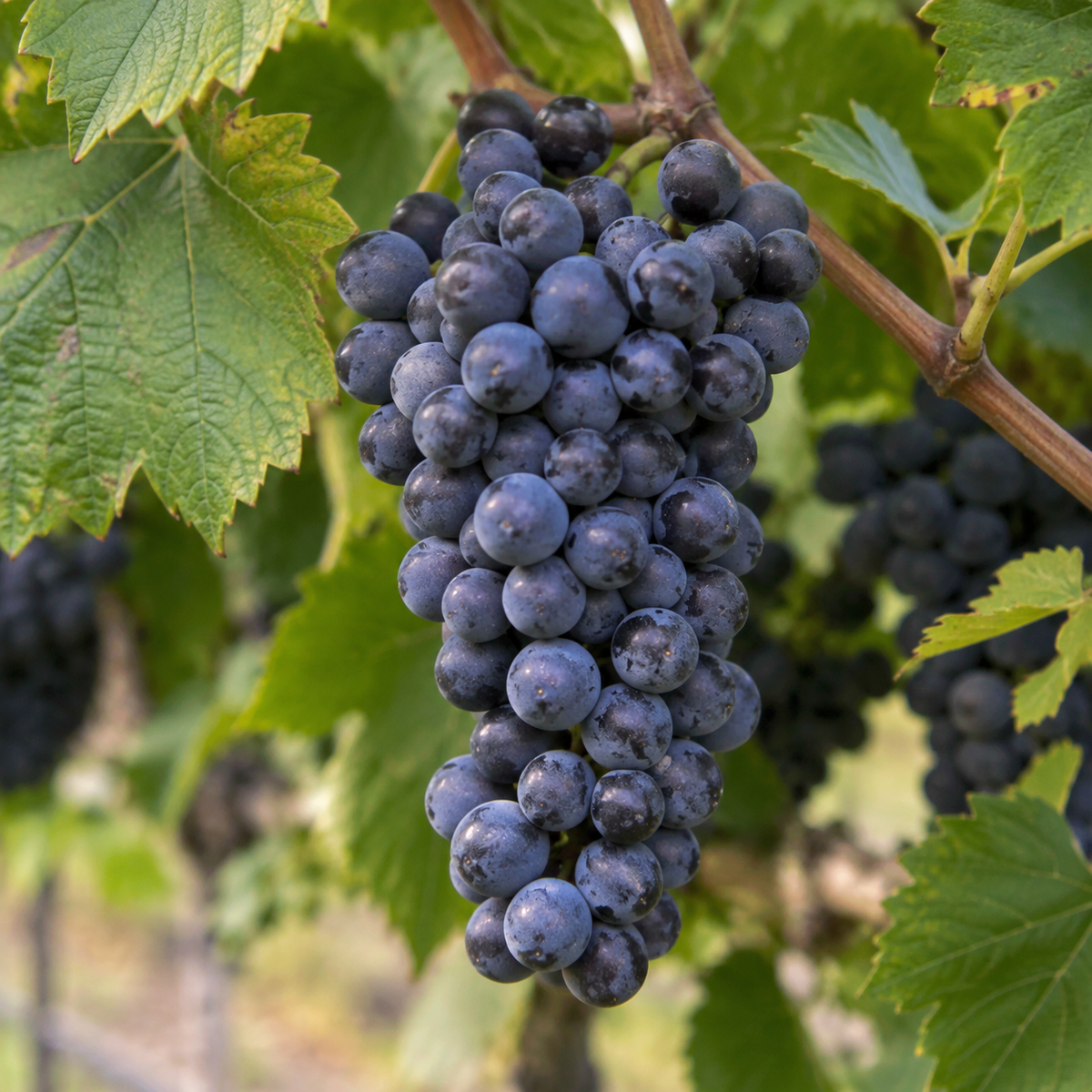 Rebsorte Merlot