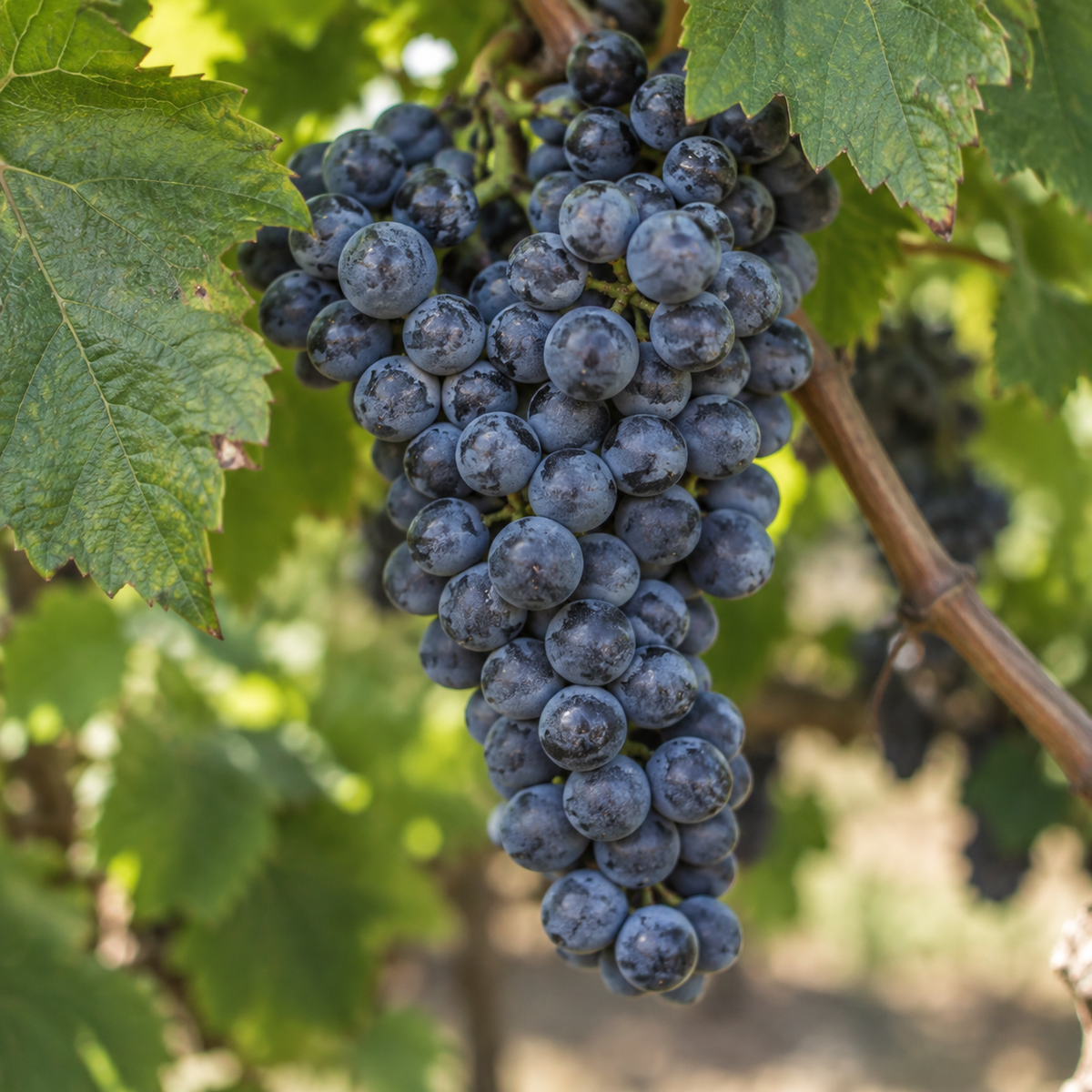 Rebsorte Merlot