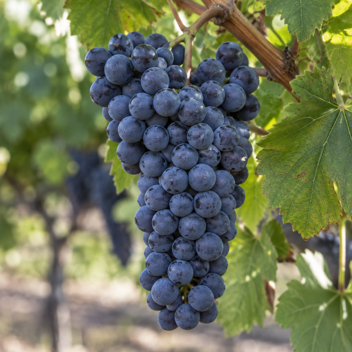 Rebsorte Merlot