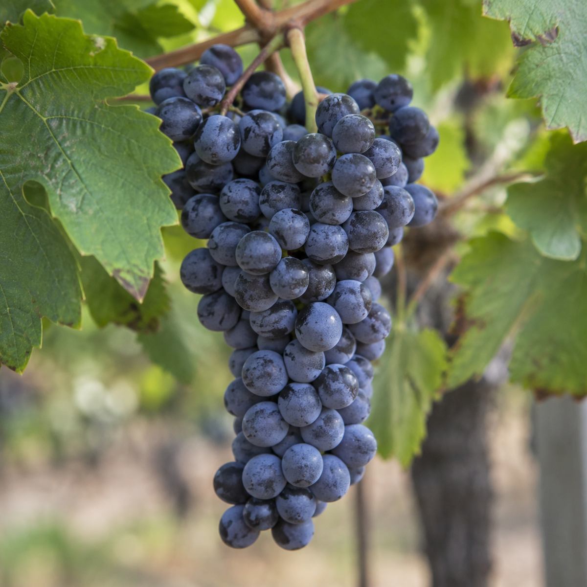 Rebsorte Merlot