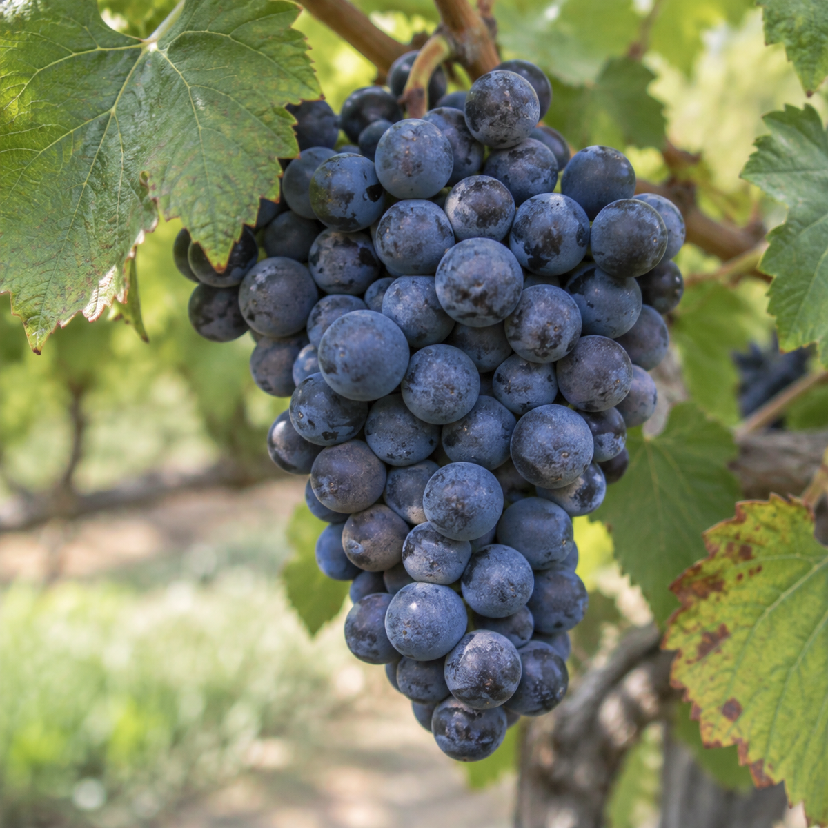 Rebsorte Merlot