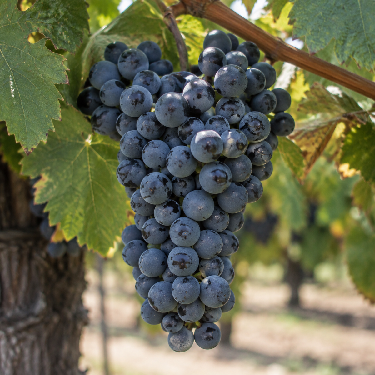 Rebsorte Merlot