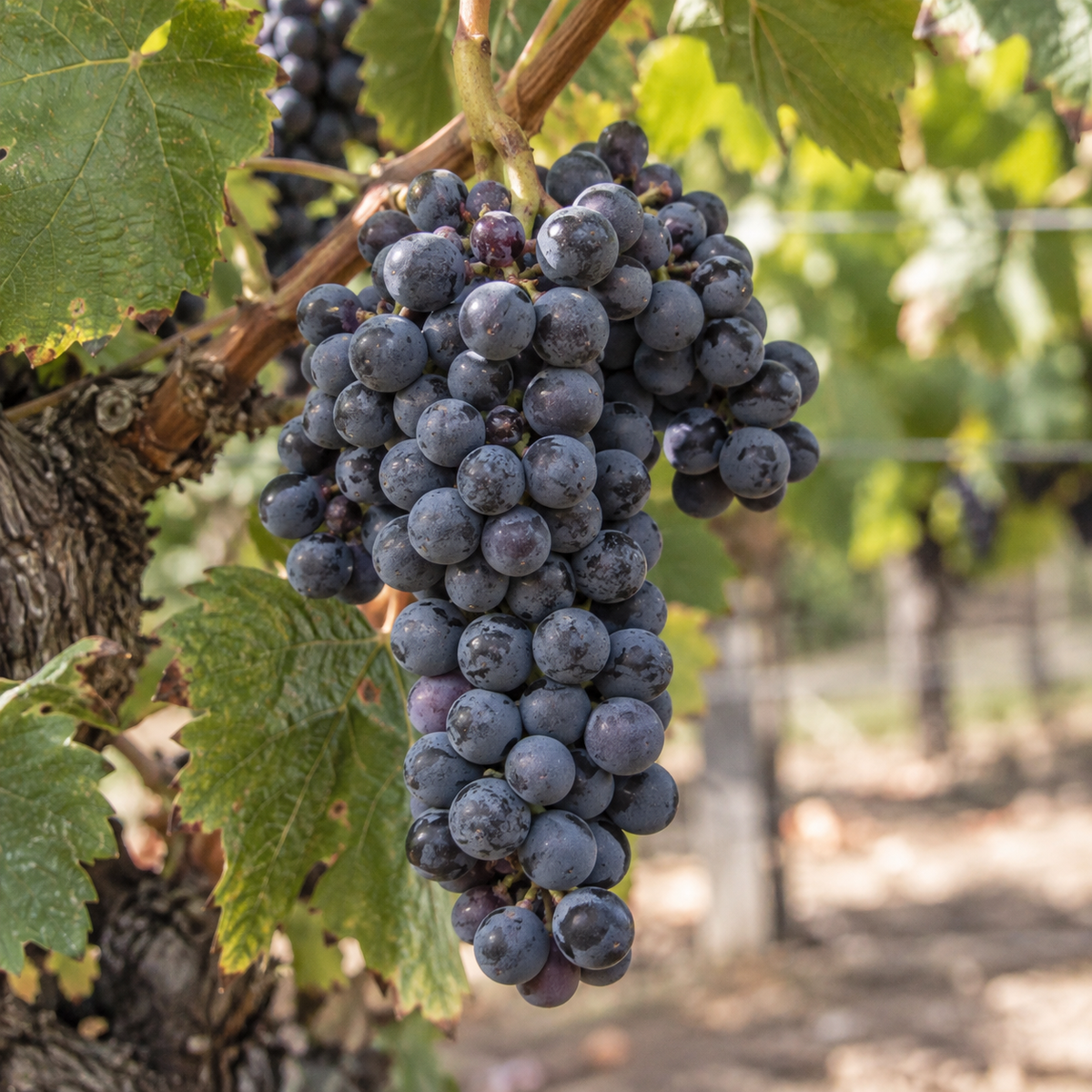 Rebsorte Mourvedre