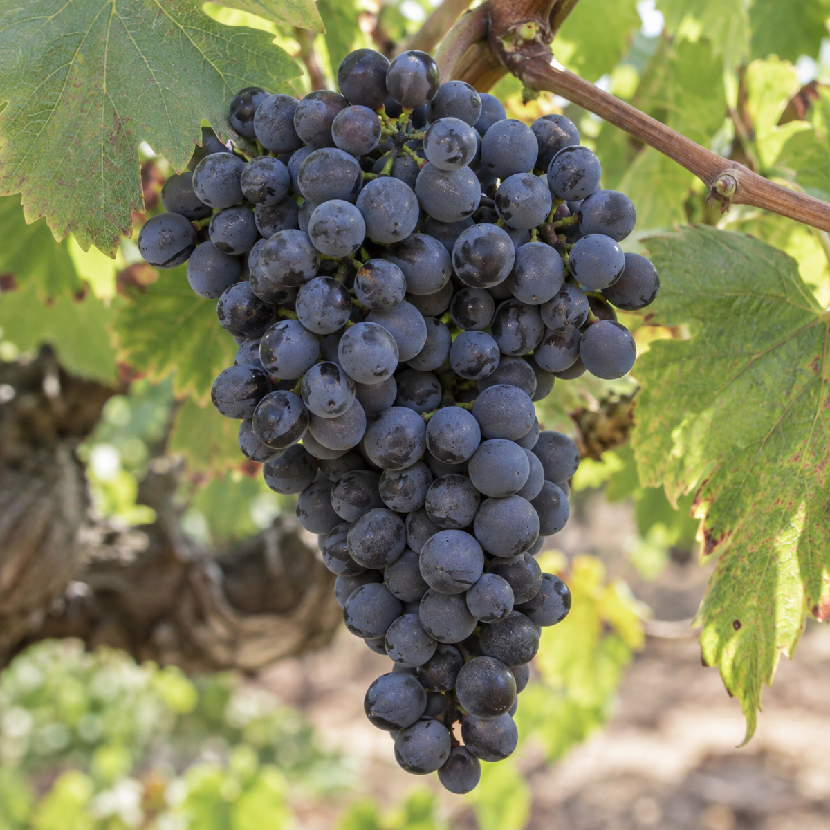 Rebsorte Mourvedre