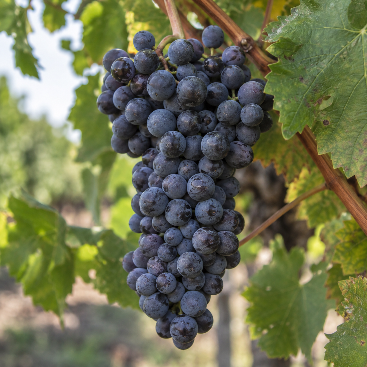 Rebsorte Petit Verdot