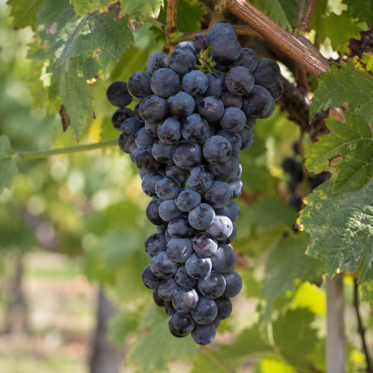 Rebsorte Petit Verdot