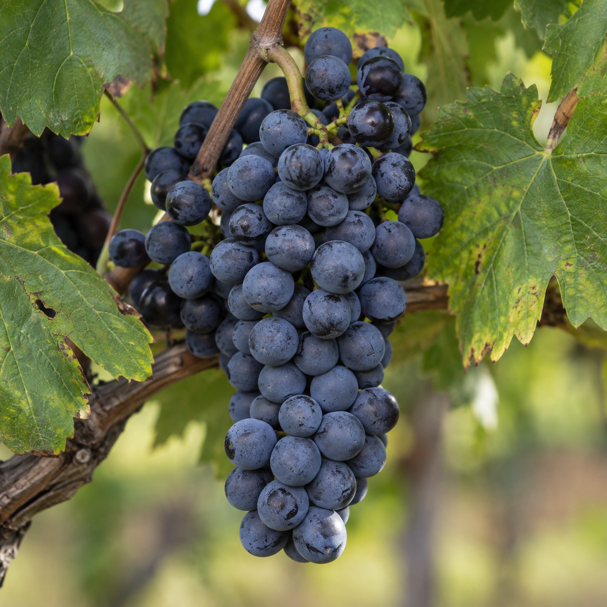 Rebsorte Petit Verdot