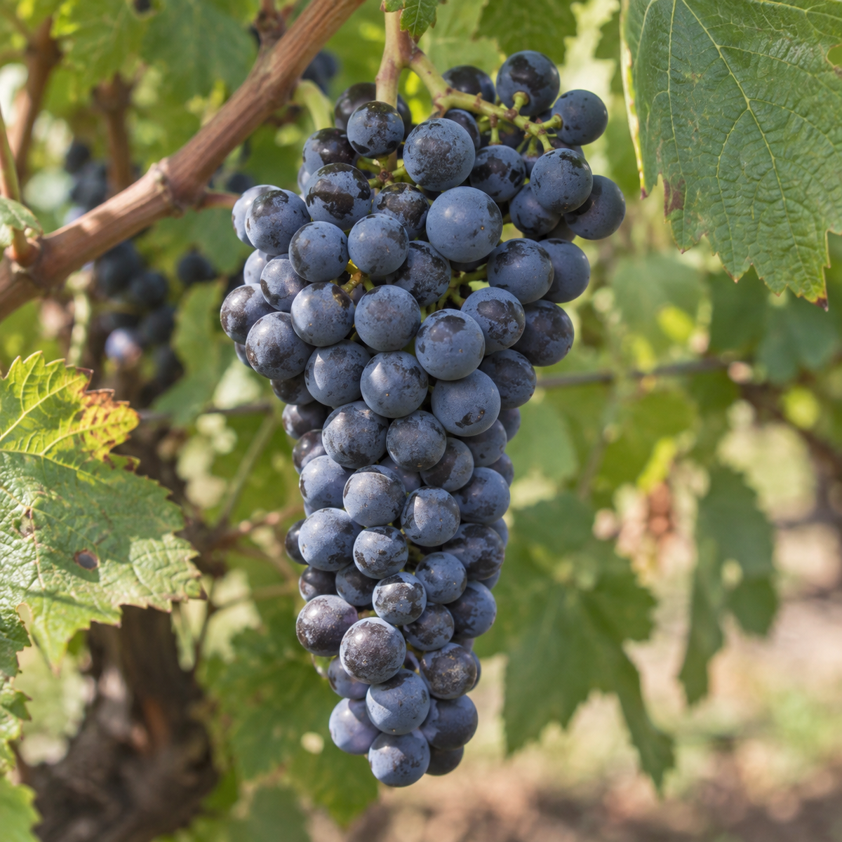 Rebsorte Petit Verdot