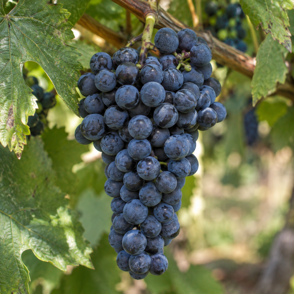 Rebsorte Petit Verdot