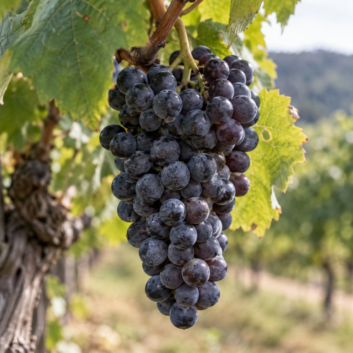 Rebsorte Petit Verdot
