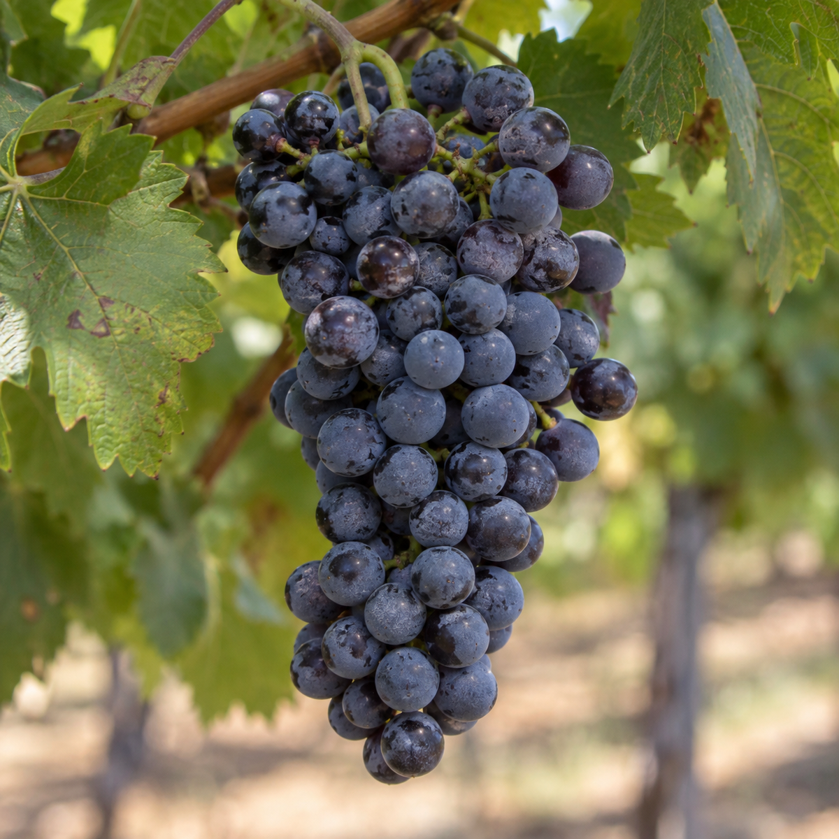 Rebsorte Petit Verdot