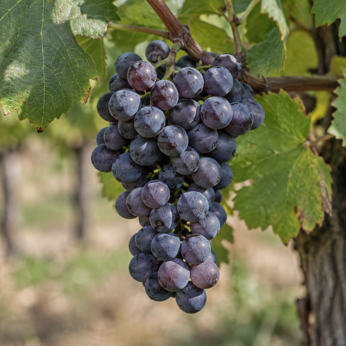Rebsorte Pinot Meunier