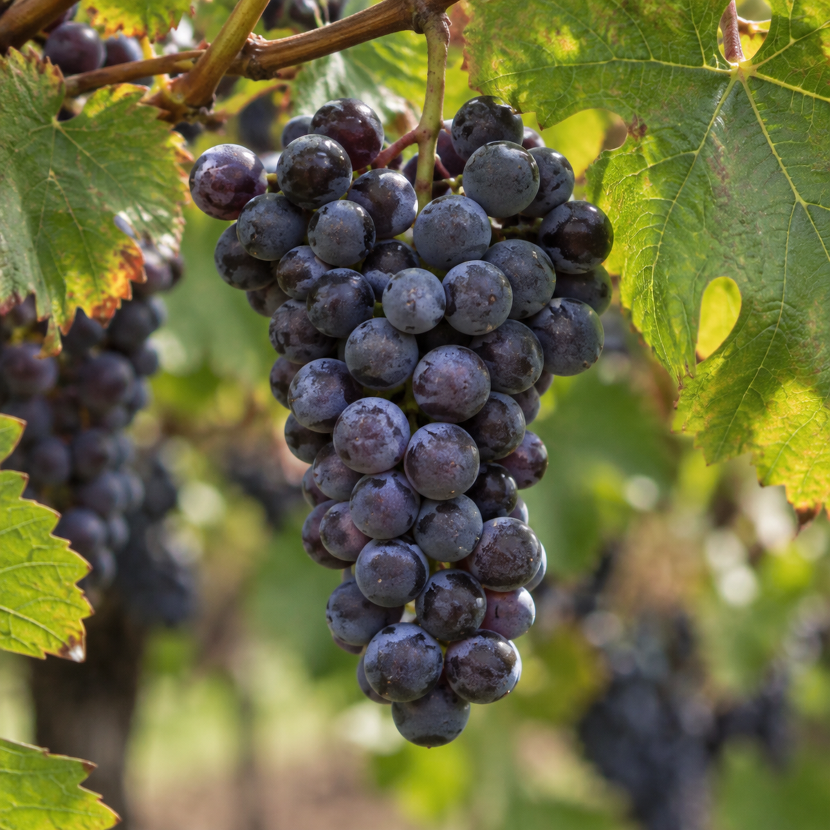 Rebsorte Pinot Noir