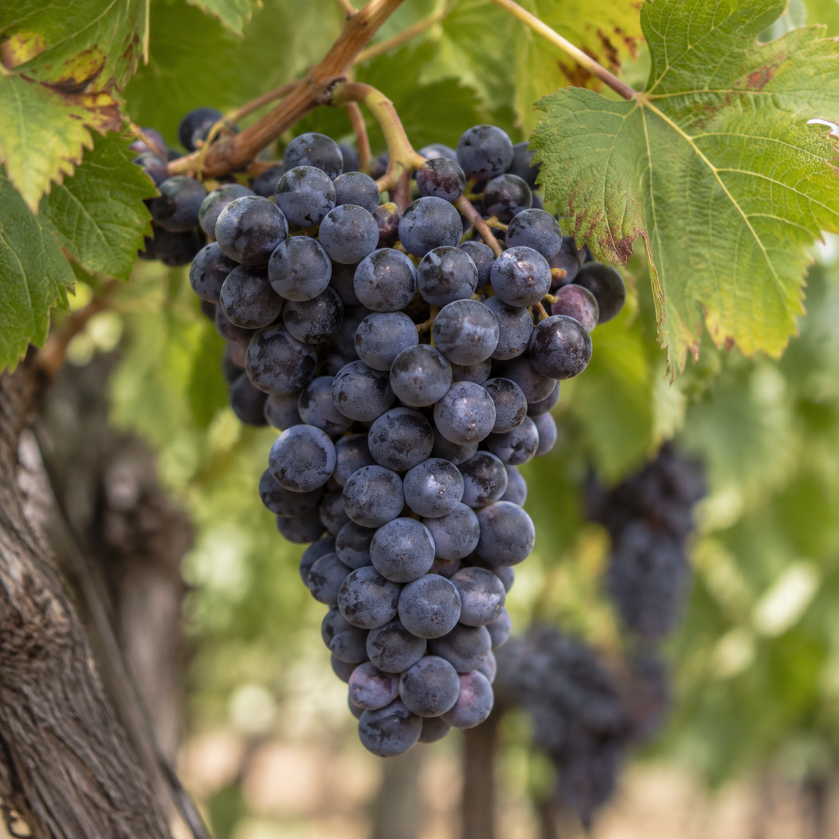 Rebsorte Pinot Noir
