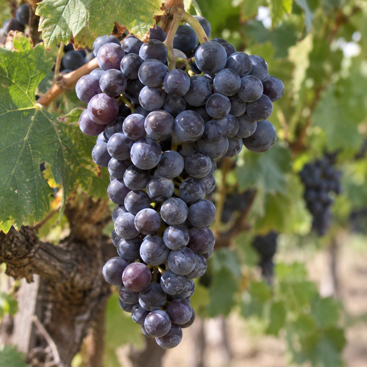 Rebsorte Shiraz