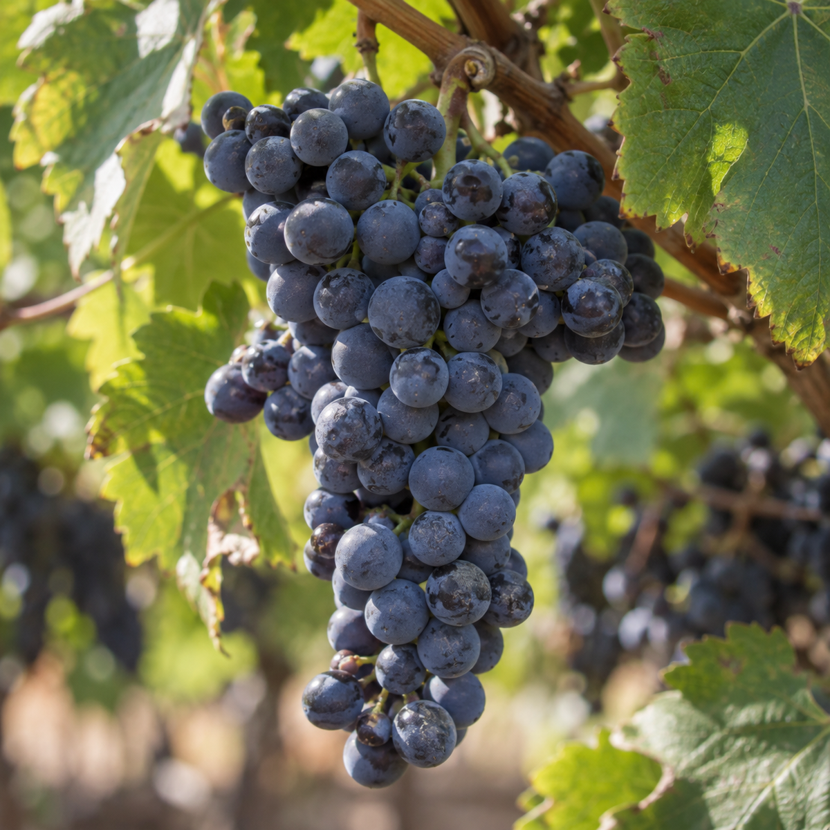 Rebsorte Shiraz