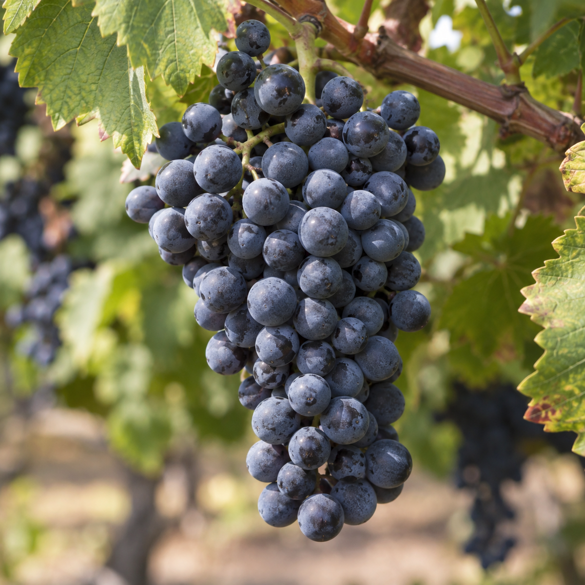 Rebsorte Shiraz