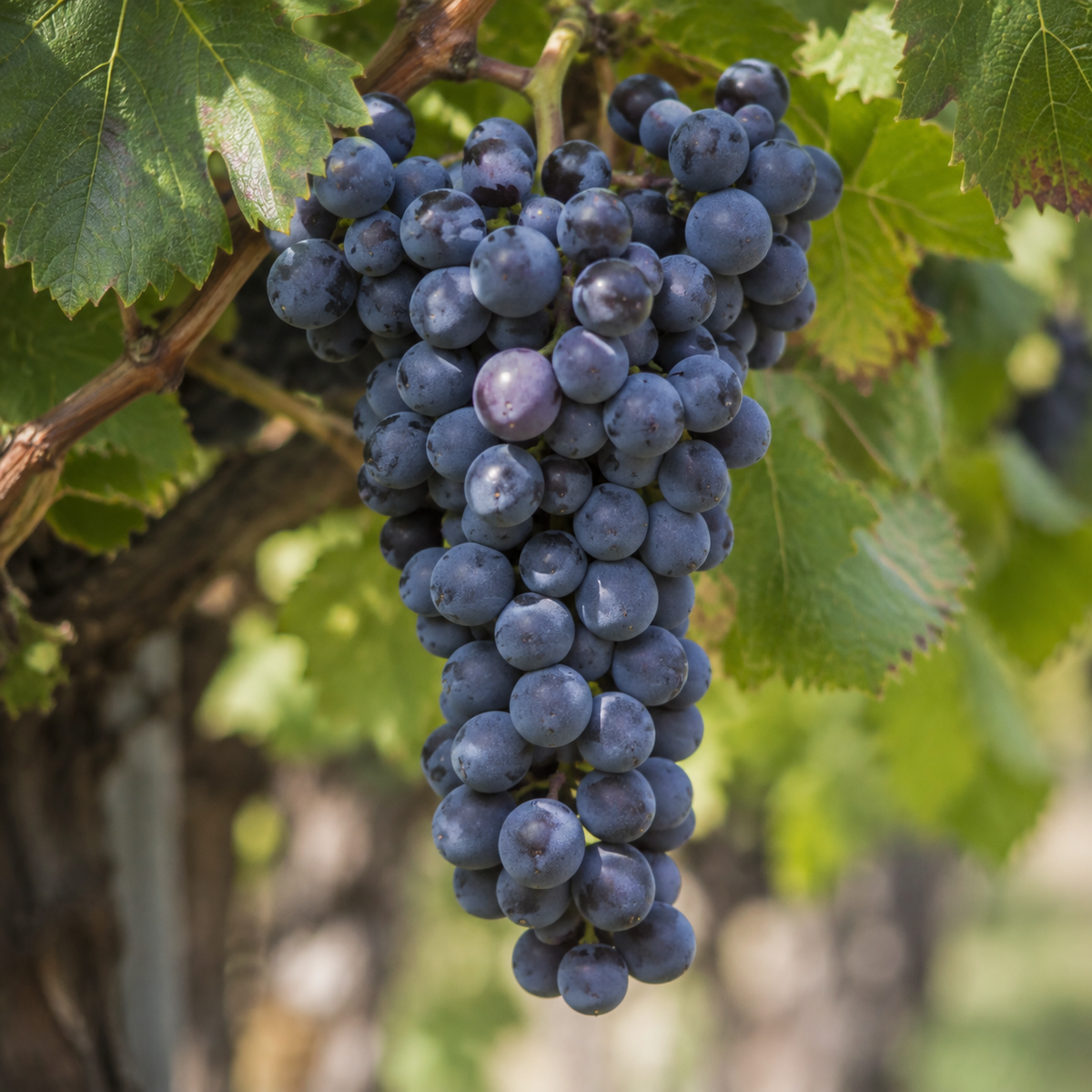 Rebsorte Syrah