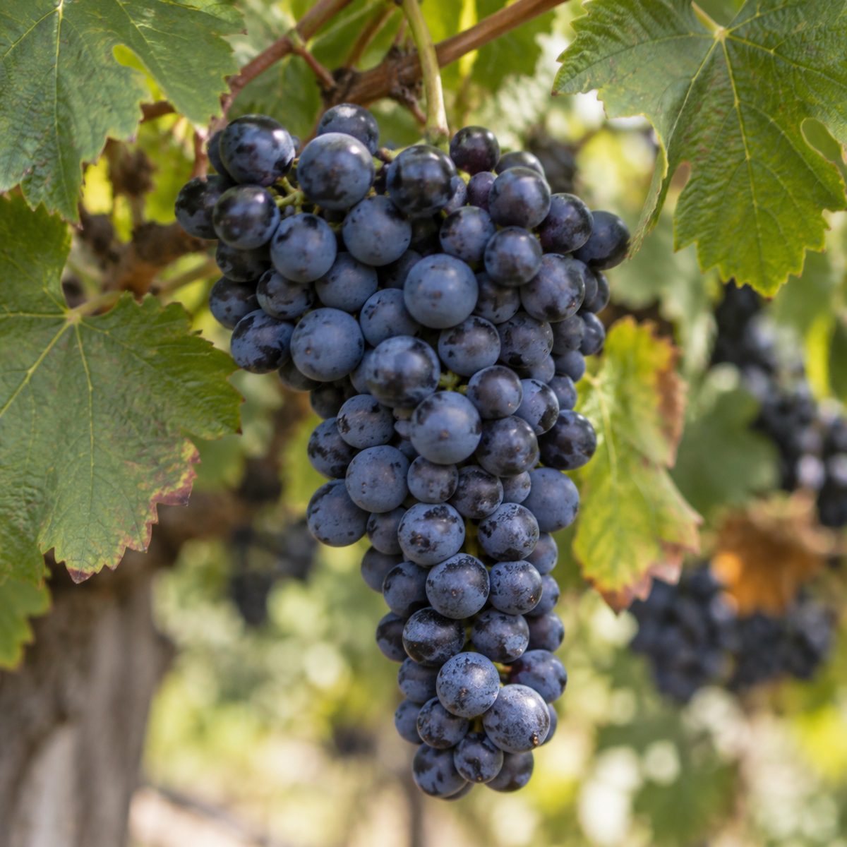 Rebsorte Syrah