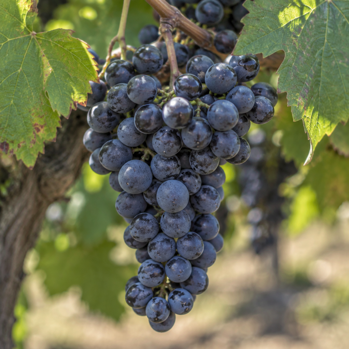Rebsorte Syrah