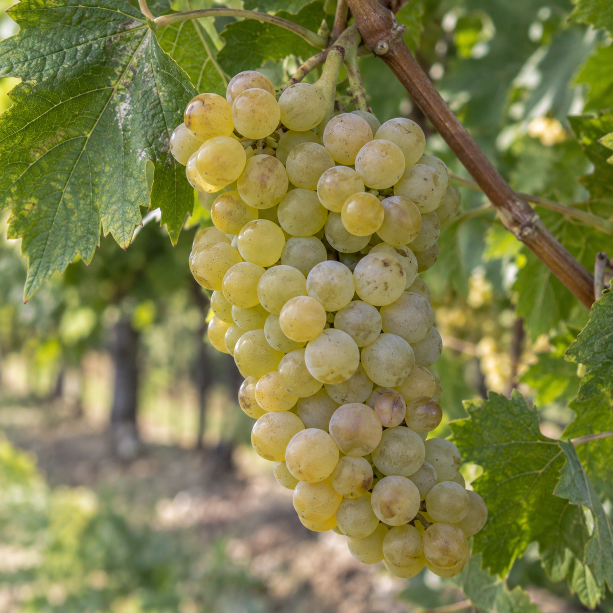 Rebsorte Trebbiano